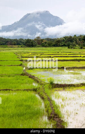 Les rizières de montagne avec en arrière-plan, le Sri Lanka, l'Asie Banque D'Images