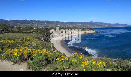 Fleurs sauvages à préserver l'état de point Dume à Malibu Banque D'Images