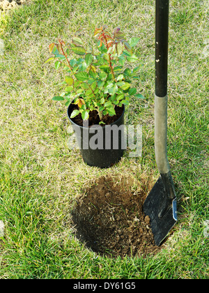 Arbuste rose en pot prêt à être planté dans le sol Banque D'Images