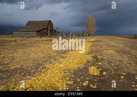 Approches de tempête, l'automne (automne) laisse recouvrir le sol, Mormon Row grange, Parc National de Grand Teton, Wyoming, USA Banque D'Images