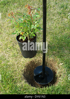 Arbuste rose en pot prêt à être planté dans le sol Banque D'Images