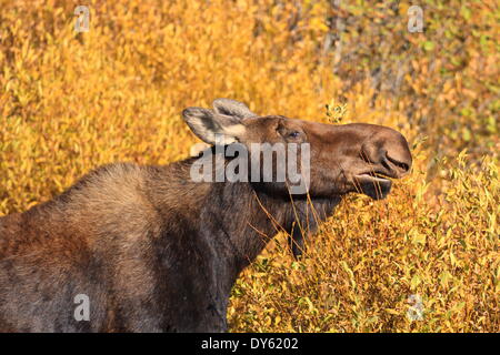 L'orignal (Alces alces) vache de profil, entouré d'Automne doré (automne), la végétation du parc national de Grand Teton, Wyoming, USA Banque D'Images