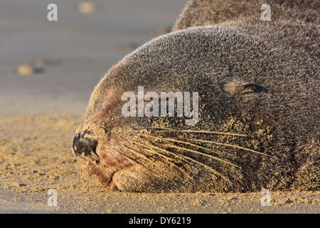 Nouvelle Zélande (Arctocephalus forsteri) dort sur une plage, Catlins, île du Sud, Nouvelle-Zélande, Pacifique Banque D'Images