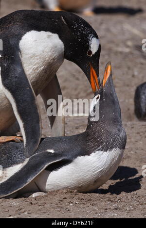 Manchots papous (Pygoscelis papua) mate pendant la saison de reproduction, le cou, l'Île Saunders, îles Malouines, l'Amérique du Sud Banque D'Images