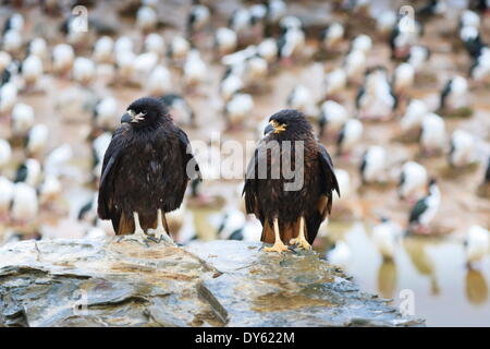 Deux (Phalcoboenus australis caracara strié) en face d'une colonie de cormorans, king Sea Lion Island, Îles Falkland Banque D'Images