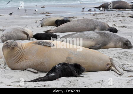 Nouveau né de l'éléphant de mer du sud (Mirounga leonina) petits et des mères sur une plage, l'île de Sea Lion, îles Malouines, l'Amérique du Sud Banque D'Images