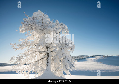 La neige a couvert des hêtres, Schauinsland, près de Freiburg im Breisgau, Forêt-Noire, Bade-Wurtemberg, Allemagne Banque D'Images