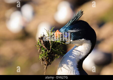 Cormoran cormoran impérial (roi) (Phalacrocorax atriceps) avec le matériel du nid, l'encolure, Saunders Island, Îles Falkland Banque D'Images