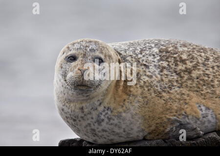 Harbour Seal (Phoque commun (Phoca vitulina)), l'Islande, les régions polaires Banque D'Images
