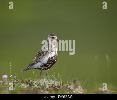 Pluvier doré européen (Pluvialis apricaria), le lac Myvatn, l'Islande, les régions polaires Banque D'Images