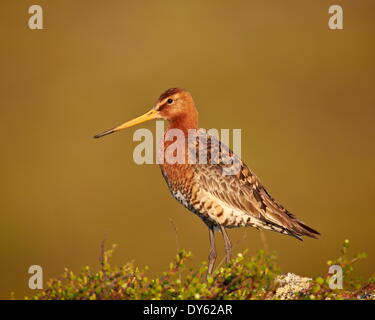 Black-Tailed hudsonienne (Limosa limosa), le lac Myvatn, l'Islande, les régions polaires Banque D'Images