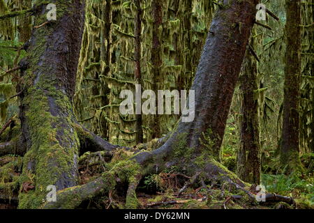 Les troncs des arbres couverts de mousse dans la forêt tropicale, Olympic National Park, site de l'UNESCO, Washington, États-Unis Banque D'Images