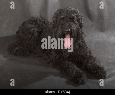 Black Russian Terrier (BRT ou chien de Staline) sur fond noir Banque D'Images