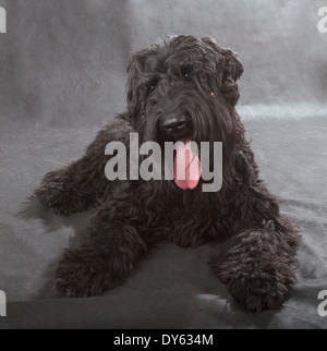 Black Russian Terrier (BRT ou chien de Staline) sur fond noir Banque D'Images