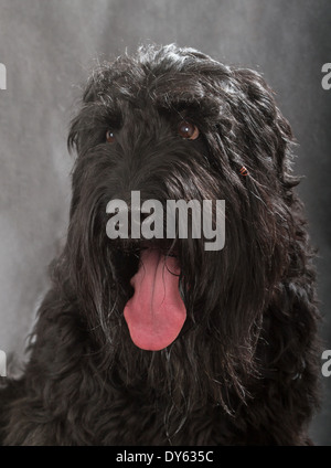 Black Russian Terrier (BRT ou chien de Staline) sur fond noir Banque D'Images
