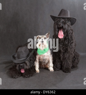 Black Russian Terrier (BRT ou chien de Staline) & Schnauzer sur fond noir Banque D'Images