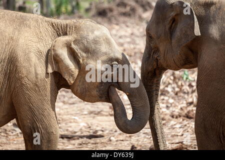 Les éléphants juvéniles (Elephantidae) jouant avec leurs malles, Pinnewala orphelinat des éléphants, Sri Lanka, Asie Banque D'Images
