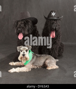 Black Russian Terrier (BRT ou chien de Staline) & Schnauzer sur fond noir Banque D'Images