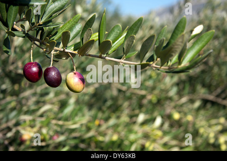 Trois olives Banque D'Images