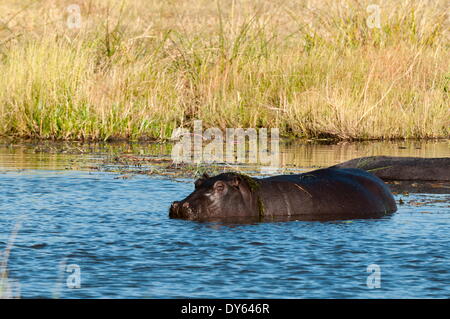 Hippopotame (Hippopotamus amphibius), concession Khwai, Okavango Delta, Botswana, Africa Banque D'Images