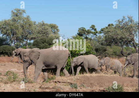 L'éléphant africain (Loxodonta africana), Mashatu, Botswana, Africa Banque D'Images