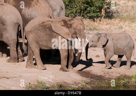 L'éléphant africain (Loxodonta africana), Mashatu, Botswana, Africa Banque D'Images