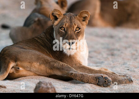Lion (Panthera leo), Mala Mala Game Reserve, Afrique du Sud, l'Afrique Banque D'Images