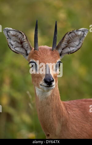 Steenbok Raphicerus campestris (mâle), Kruger National Park, Afrique du Sud, l'Afrique Banque D'Images