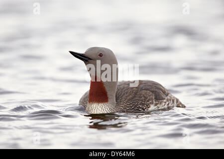 Red-Throated Red-Throated (plongeur) Loon (Gavia stellata), l'Islande, les régions polaires Banque D'Images