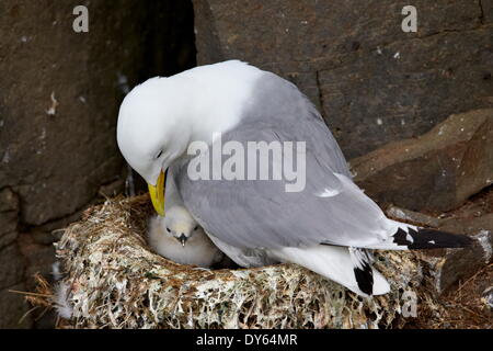 Black-Legged Mouette tridactyle (Rissa tridactyla) des profils et des poussins au nid, l'Islande, les régions polaires Banque D'Images