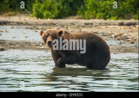 Kamchatka (ours brun Ursus arctos beringianus), lac Kurile, du Kamtchatka, la Russie, l'Eurasie