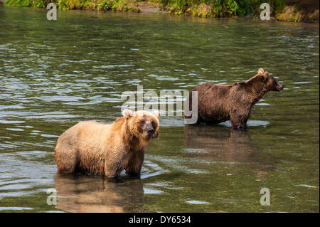 L'ours brun du Kamtchatka (Ursus arctos beringianus), lac Kurile, du Kamtchatka, la Russie, l'Eurasie Banque D'Images