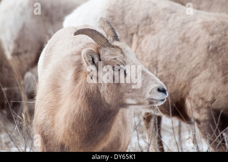 Un portrait d'un mouflon (Ovis canadensis) brebis dans le parc national Jasper, Alberta, Canada. Banque D'Images