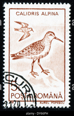 Roumanie - circa 1991 : timbre imprimé dans la Roumanie, montre le Bécasseau variable (Calidris alpina), vers 1991 Banque D'Images