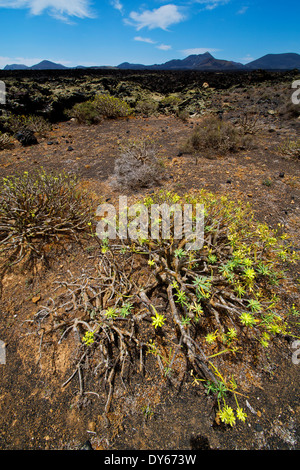 Bush flower dans timanfaya los Volcanes pierre roche volcanique sky Hill et de l'été plante espagne Lanzarote Banque D'Images