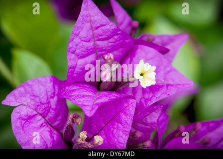 Fleurs violettes de bougainvilliers plante dans un jardin de printemps. Macro photo. Banque D'Images