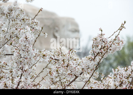 WASHINGTON DC, USA - Washington DC Fleurs de cerisier 7 Avril, 2014 Banque D'Images