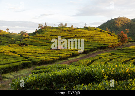 Rangées de thé (Camellia sinensis) buissons dans la lumière du matin sur la plantation de thé près de Ciwidey, Java ouest, Indonésie Banque D'Images