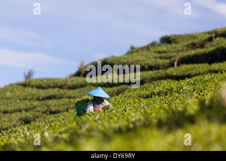 Récolte du thé (Camellia sinensis) sur la plantation de thé près de Ciwidey, Java ouest, Indonésie Banque D'Images