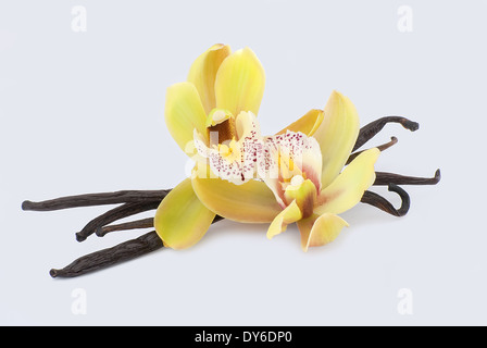Quatre vanille haricots avec deux orchidées jaunes sur fond blanc Banque D'Images