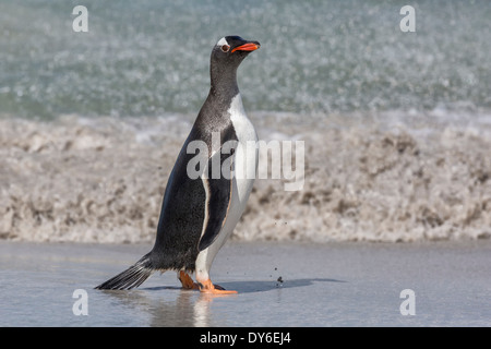 Gentoo pingouin sur une plage Malouines Banque D'Images