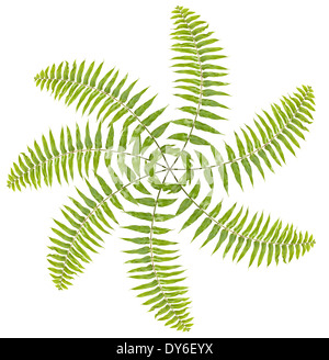 Faites de l'hélice de fougères sur fond blanc. Banque D'Images