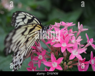 Papillon jaune macro sur les fleurs Banque D'Images