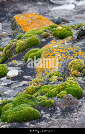 Saxifrage matts et lichen sur Westpoint Island dans les Malouines, l'Amérique du Sud. Banque D'Images