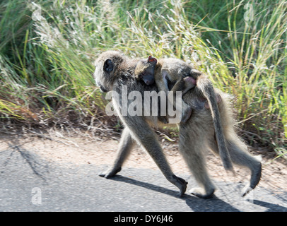 Jeune bébé singe babouin sur les mères retour en kruger national park Banque D'Images