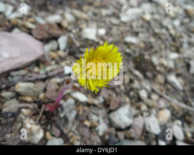 Fleur de printemps - âne (Tussilago farfara) dans les alpes françaises Banque D'Images