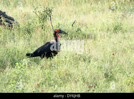 Calao terrestre du sud du parc national Kruger en Afrique du Sud Banque D'Images