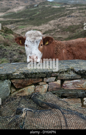 Vache, à plus de mur. Connemara, comté de Galway, Irlande Banque D'Images