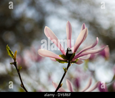 Pink Magnolia stellata 'Centennial' fleur à Kew Gardens au printemps. Banque D'Images