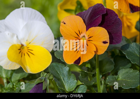 Pensées, colorés cultivars Viola en fleurs en jardin au printemps Banque D'Images